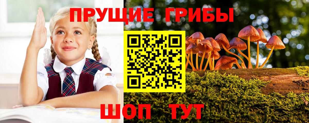 Псилоцибиновые грибы Psilocybe Ачхой-Мартан